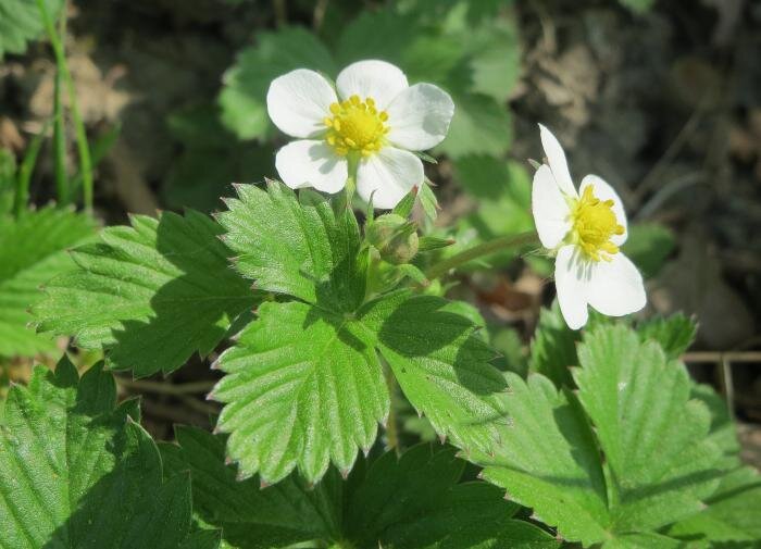 Почему ранняя весна не время для работы с клубникой