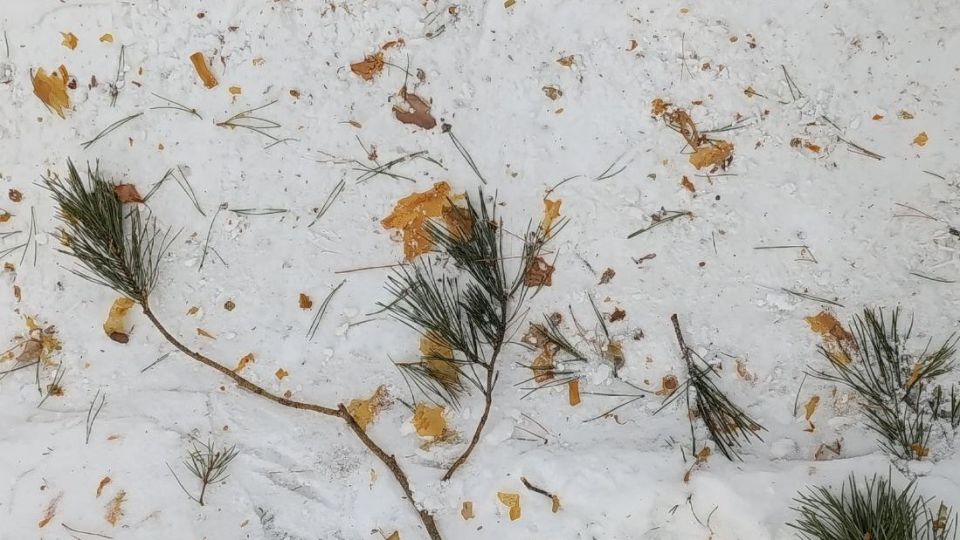 � ����������� ����������� ��������� �������� ����