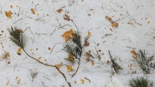 � ����������� ����������� ��������� �������� ����