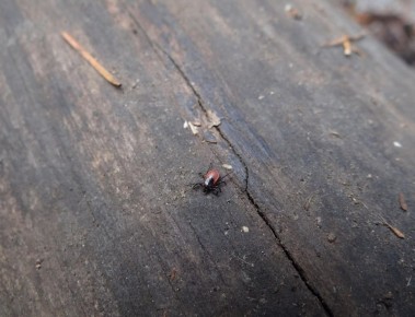 � ������������ ���� ���������� ����� ���������� ������