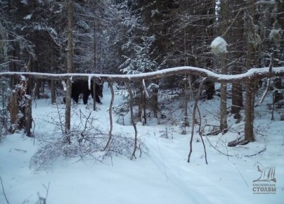 � �������� ������������� ������� ���������� ���������� � ������������ �������