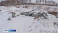 Полицейские нашли виновного в появлении стихийного скотомогильника в Емельяновском округе