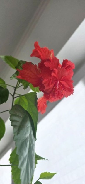 Гиацинты и гибискусы зацвели на подоконниках