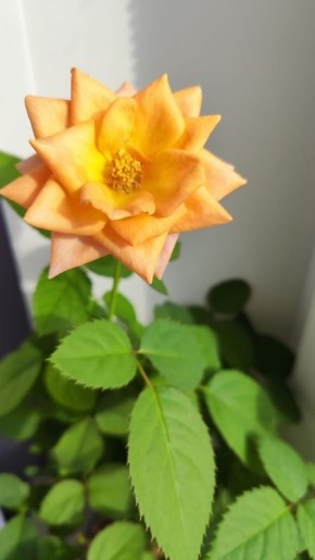 Розы, лимоны, гиацинты и даже острые перчики