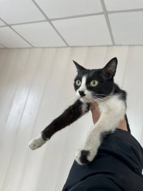 ����������� ������ �������� ����� �� ������ ���������� �������� � �������������� ������