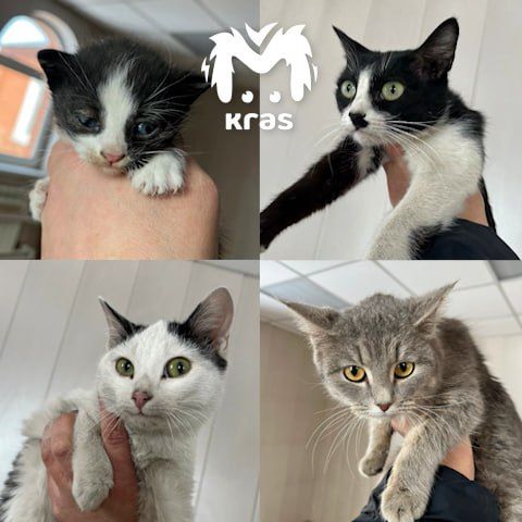 ����������� ����� ��������� ��� ������ �������, ������� ������� � ������� �������� � ������������ ����