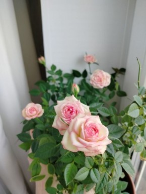 ���������� ���������� ������� ������ � ��������� �����������