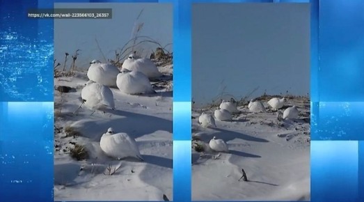 В объектив таймырского фотографа попали белые куропатки
