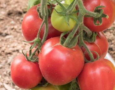 Томаты, которые спасут ваш урожай: опыт садоводов с гибридами Пушистик и Алголь