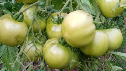 Как спасти зеленые томаты: секреты подкормки с калийным чудом и йодом