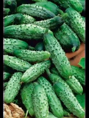 ������ ��������: ��� ��������� �������� ������� �� ������