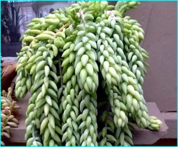 ���������� ������ �������: ������� ����� ��� ������ ����