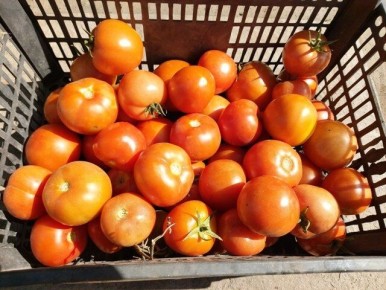 ������ F1: ���-3 �������������� ������� ����� ������