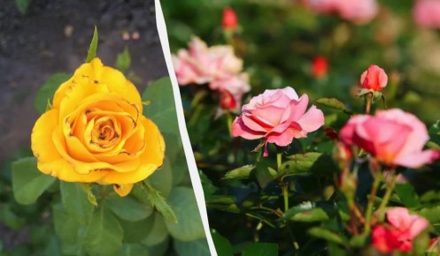 ��� ������ ���� �� �������: ������ ����������� �� ������ � �����������