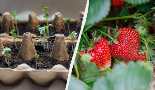 Когда пора сажать клубнику: выбираем лучшие дни для успешной рассады