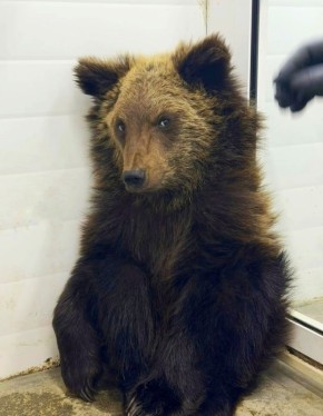 Истощенного медвежонка нашли у железной дороги в Иркутской области