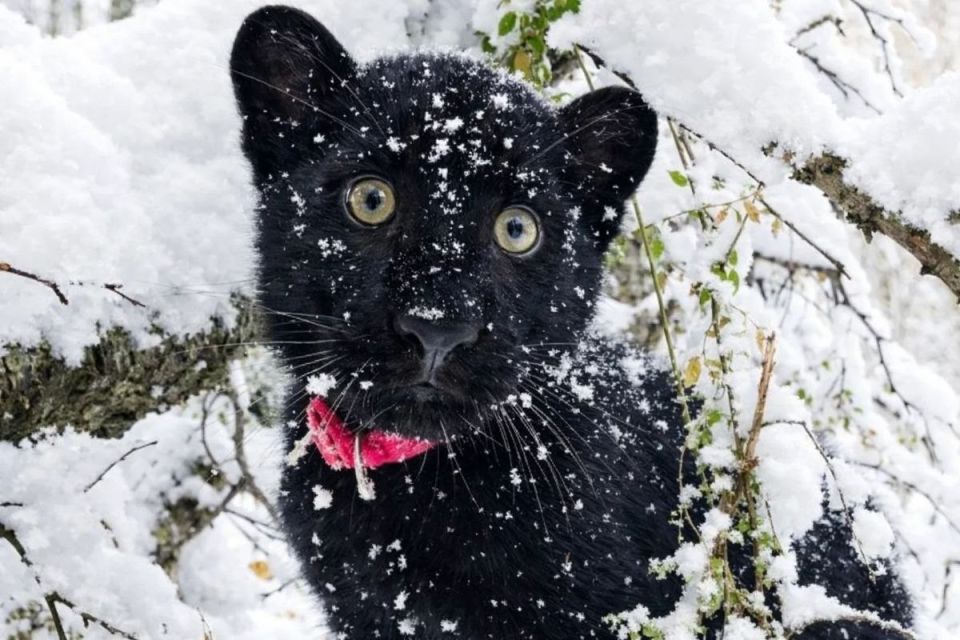 ���� ��������� ������ �������: ��������� ������ �������� �������, � �� ���� ������� ��������