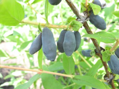 ��� ��������� ���������: ������� ���������