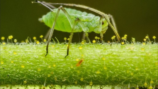 ��� �������� ������ ������� ��� ������ � ���: ������ �� ���� ���������