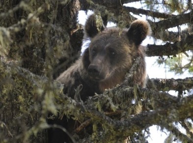 ������� �������-�������� ���������?�: ���������� ����� �������� ����� ���������� � ������� ���������� ������ �������