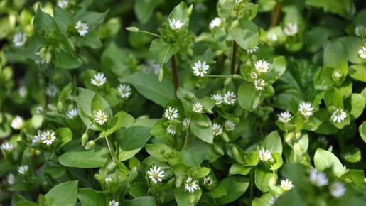 ��� ���� ������ �� �������� ��������: �������� �������� � �����