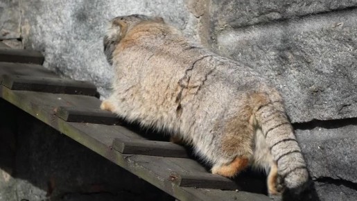 Насыщенная жизнь манула Тимофея одной строчкой: остался без невесты и начал разжировку к лету