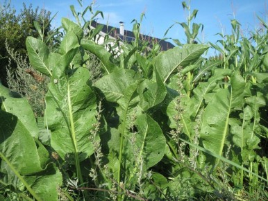 ��� ���������� ���� ����� ������: �������� ������