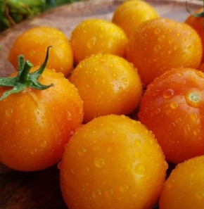 Томат Радуга Хейли: яркое дополнение к вашему саду