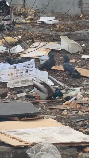 ������� ������� �������� � �����������