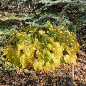 Как сохранить красоту хосты: секреты осеннего ухода