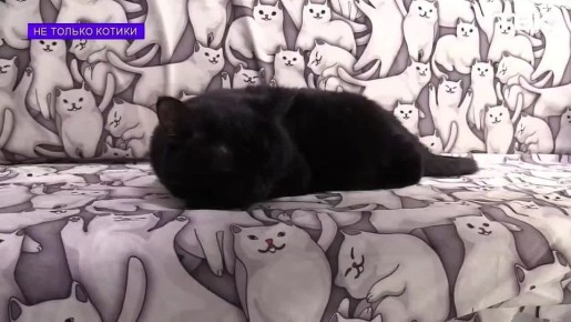 ��� ������ ������: ��������� �������� ����-���