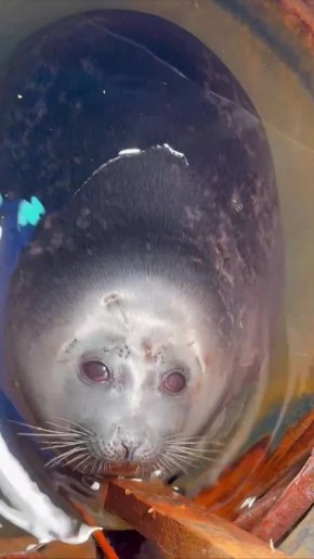 Спящую в футштоке нерпу видели?