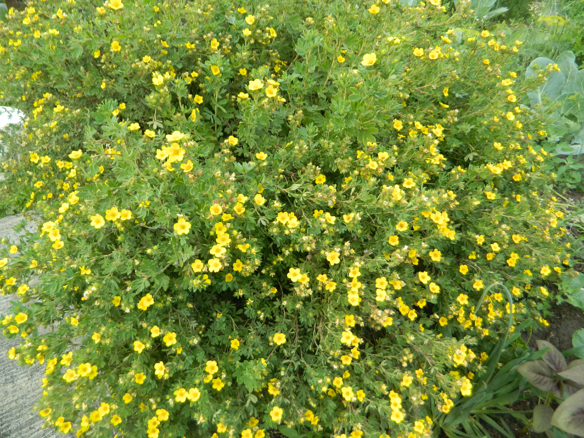 Лапчатка: идеальный кустарник для беззаботного сада