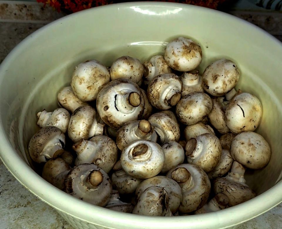 ����������� ������ ������ �������� ����������