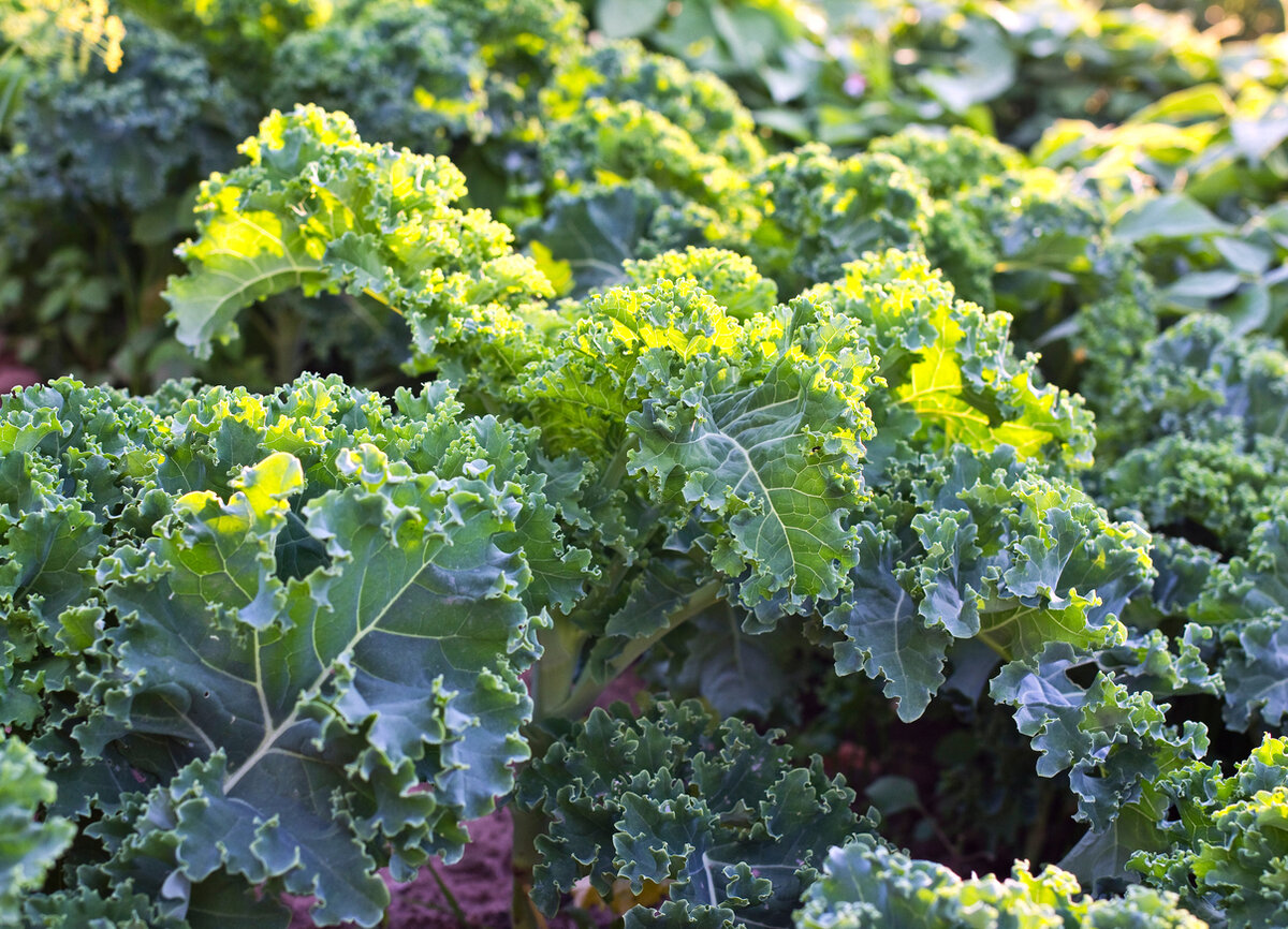 Капуста кале: Незаслуженно забытая суперзвезда огорода