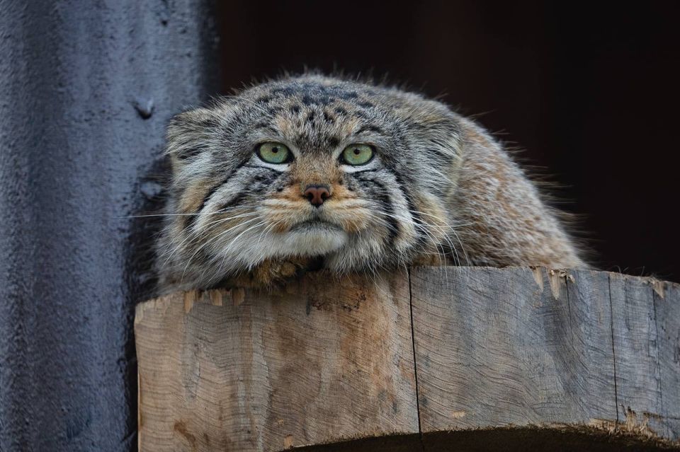 � ������������ ����� "���� �����" �������� ����� ���������� ������ ������