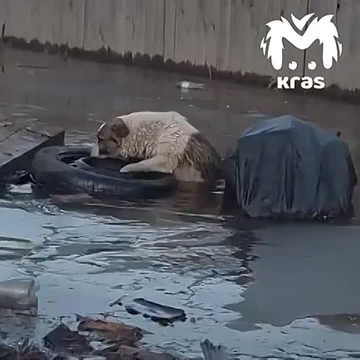 ϸ��� ����� ����� ������ ������ �� ���� ����������� ������� � ��� "��������-1"