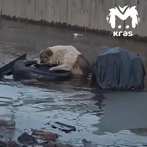 ϸ��� ����� ����� ������ ������ �� ���� ����������� ������� � ��� "��������-1"