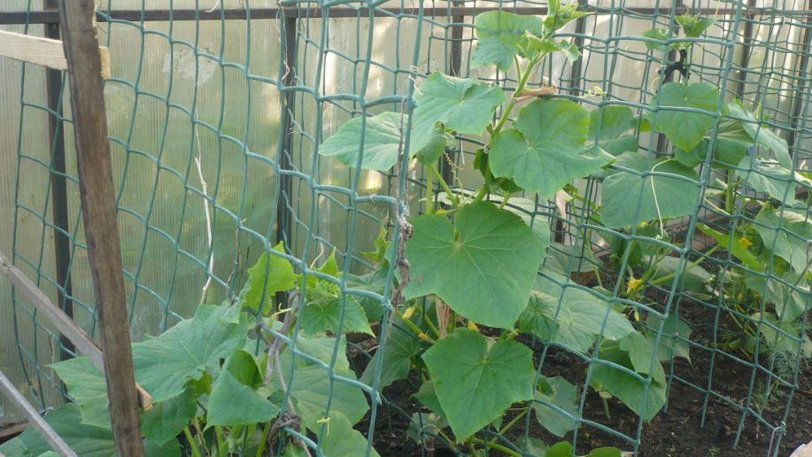 ��������� �� ����������: ��� �������� �������� ������ ������� � ������� ������� ���������