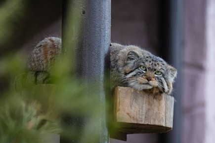 ������� � ���������� �������� ������ ������