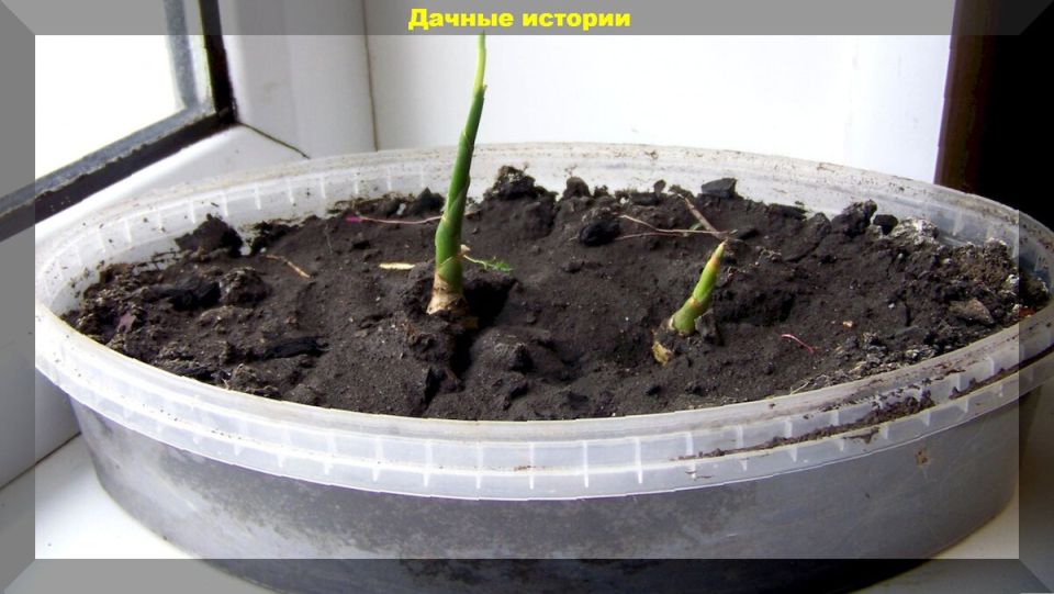 ������ ��� ��������� �������� ��� ����� ��������: ������������ ��������, � ������� ����� �����