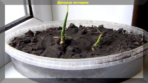 ������ ��� ��������� �������� ��� ����� ��������: ������������ ��������, � ������� ����� �����