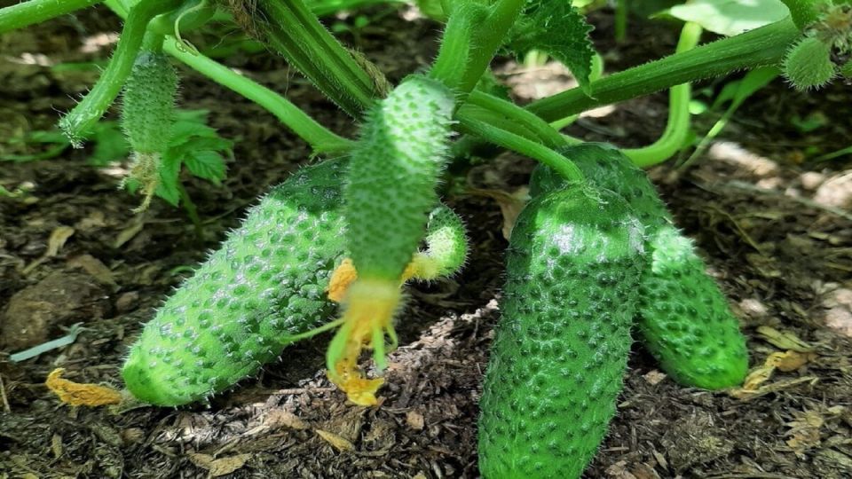 ������� ������� ����� �������: ������ �� ����������� � ���������