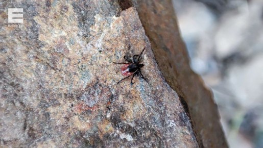 ���������� ����������� ���� ������ �������� �� ���������