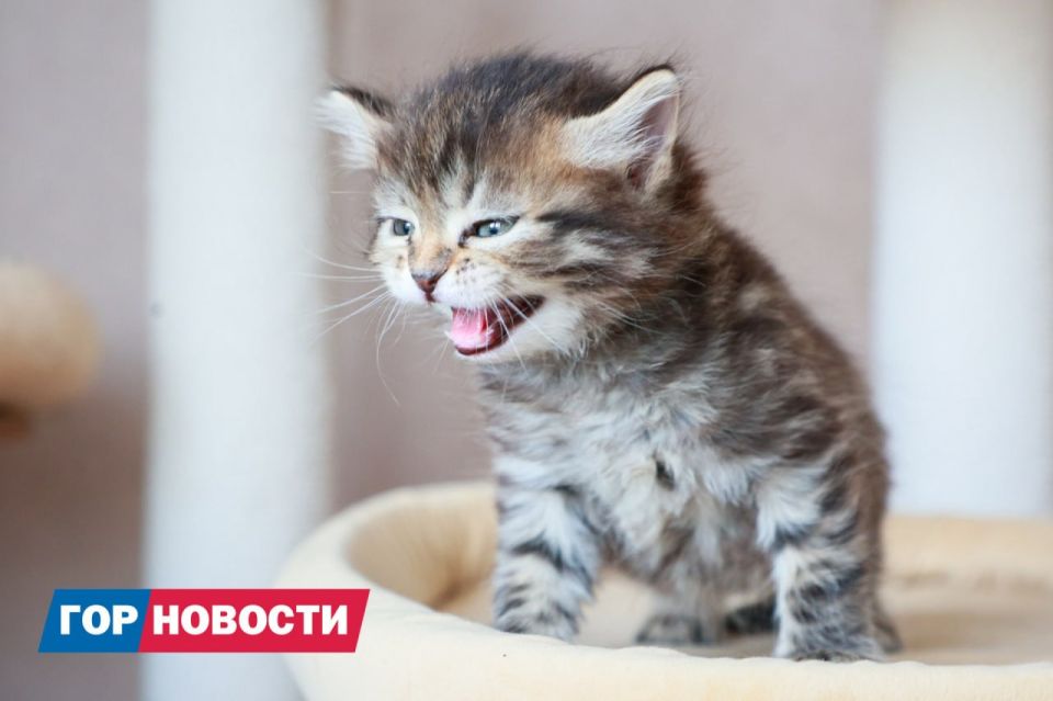 � ����������� �������� �������� ����� ���� ����, ����