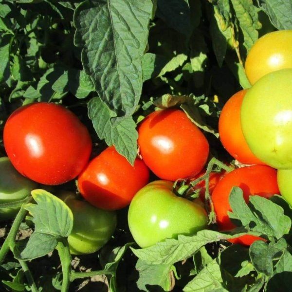 ����� ��������: ��� �������� ������ ������ ������� � ������� ������