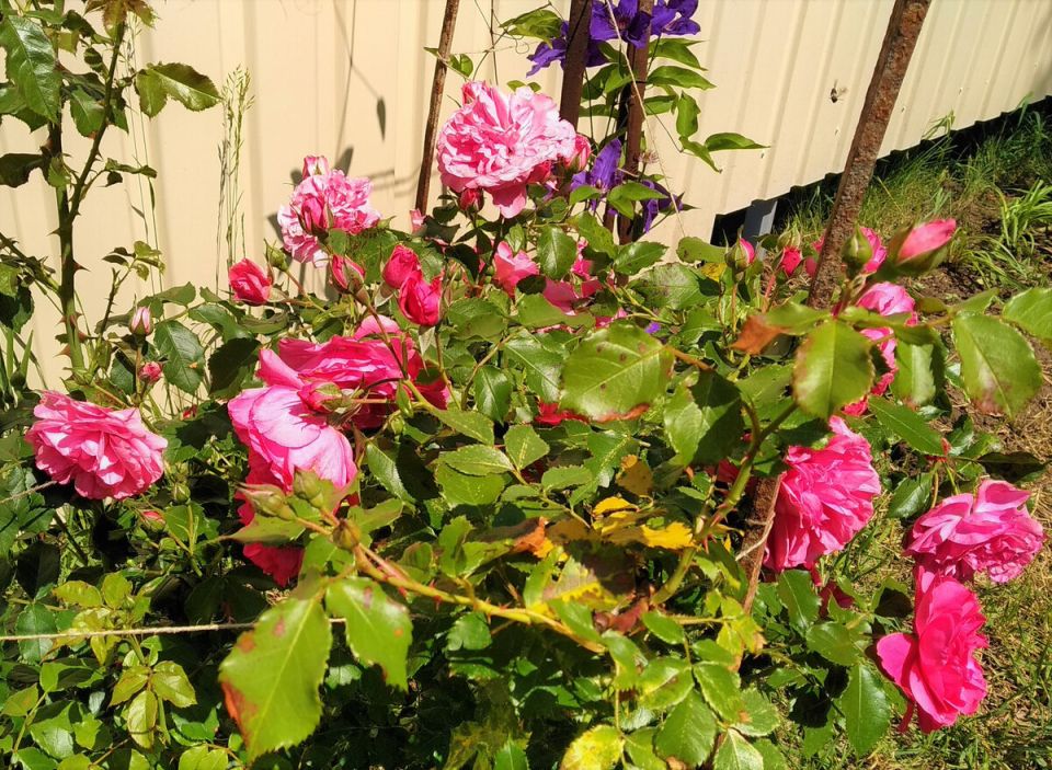 ��� ������� ��������� ���� ��� ������ ����: ��� ������ �����