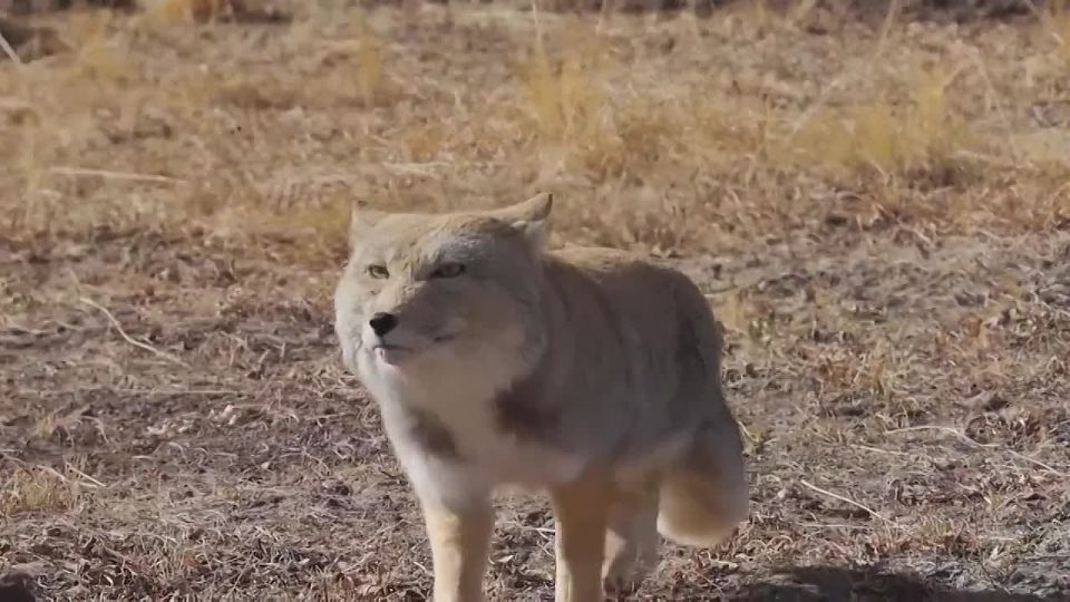 ����� ����������? ���! ������ ����������!