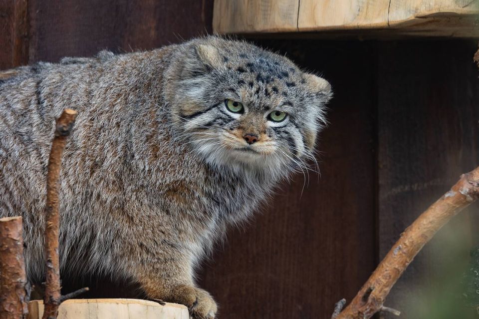 ������ ������ �� ������ ������ �������� ������� � ���������