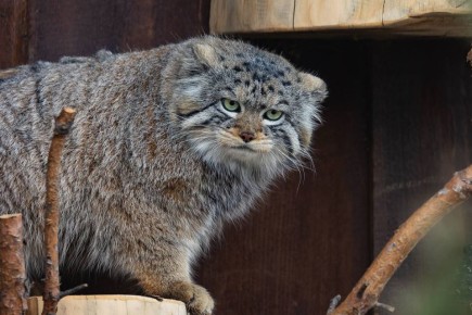 ������ ������ �� ������ ������ �������� ������� � ���������